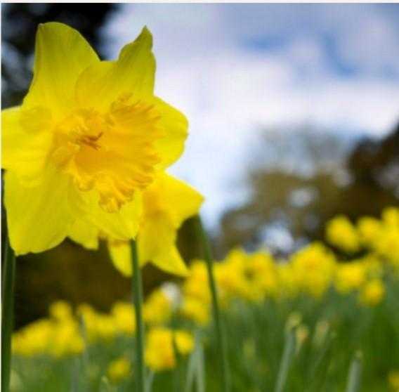 Spring Walk and Lunch with the Head Gardener