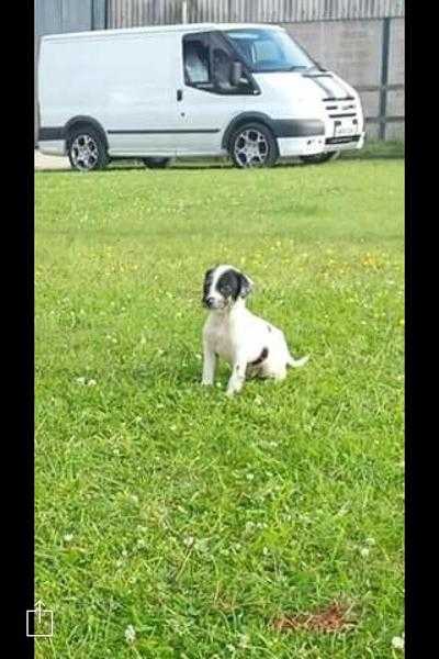 Springer cross puppies for sale