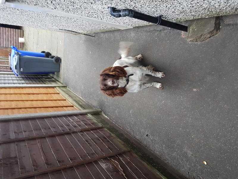 Springer Spaniel Male.2 year old