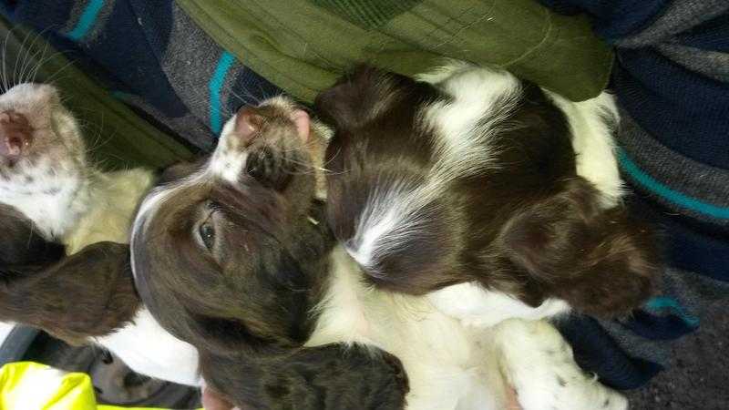 Springer spaniel puppies