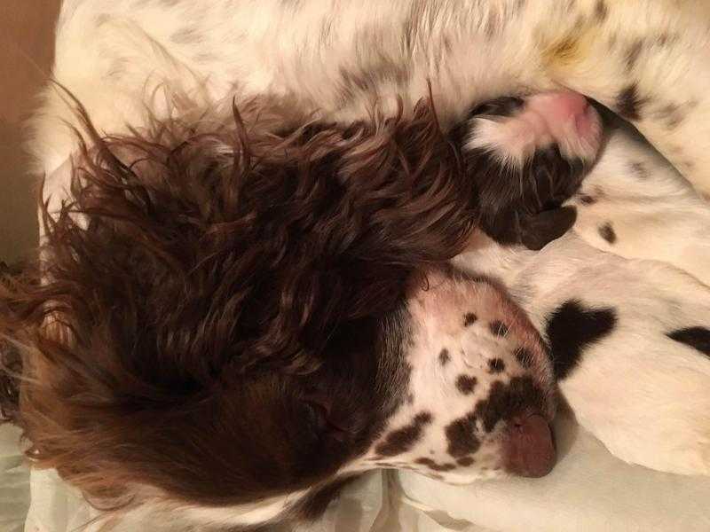 Springer Spaniel Puppies