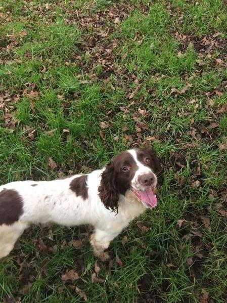 Springer spaniel puppies