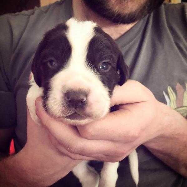 Springer Spaniel puppies