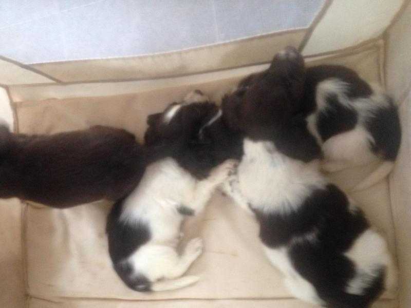 Springer spaniel puppies ONLY CHOCOLATE PUP LEFT