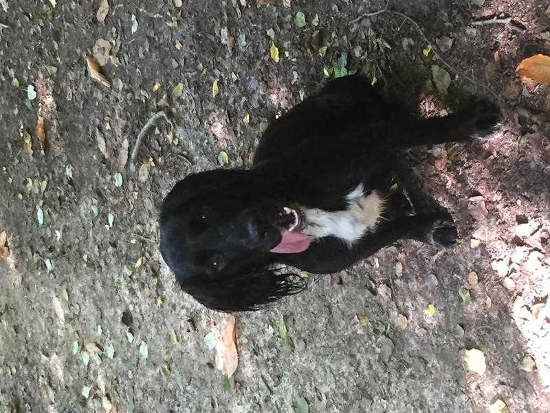 Springer x cocker spaniel