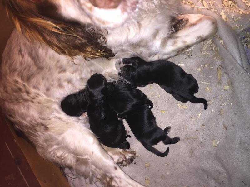 Sprocker puppies English springercocker spaniel