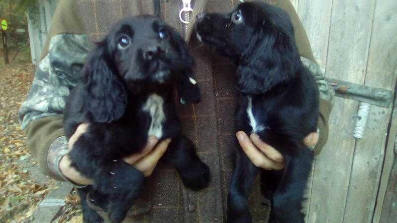 Sprocker pups for sale