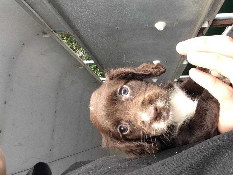 Sprocker Spaniel Puppies