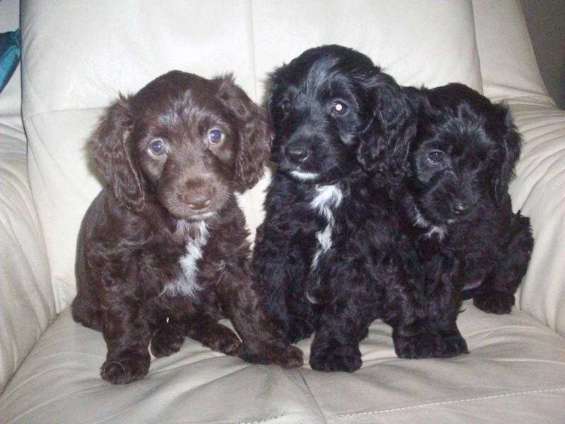 sproodle pups for sale