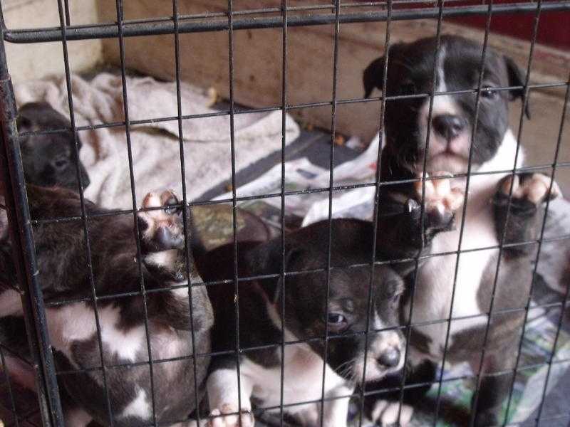 staffie puppies for sale