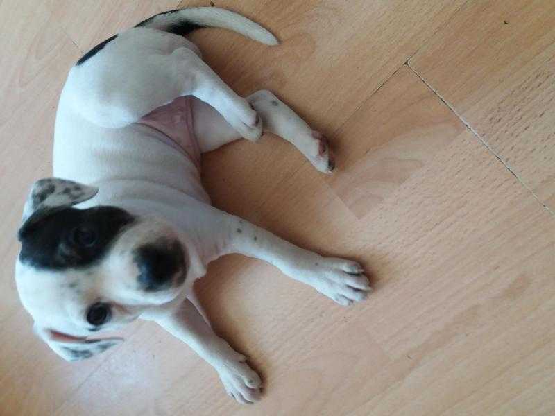 staffie puppy