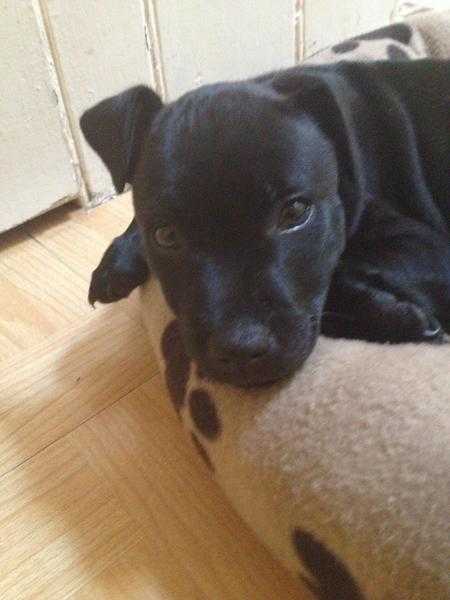 staffordshire bull terrier 17 weeks old boy pup