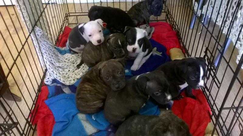 Staffordshire bull terrier puppies