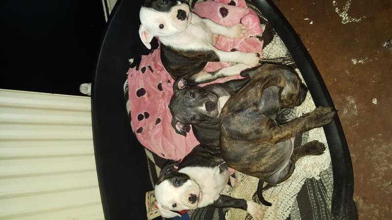 Staffordshire Bull Terrier puppies