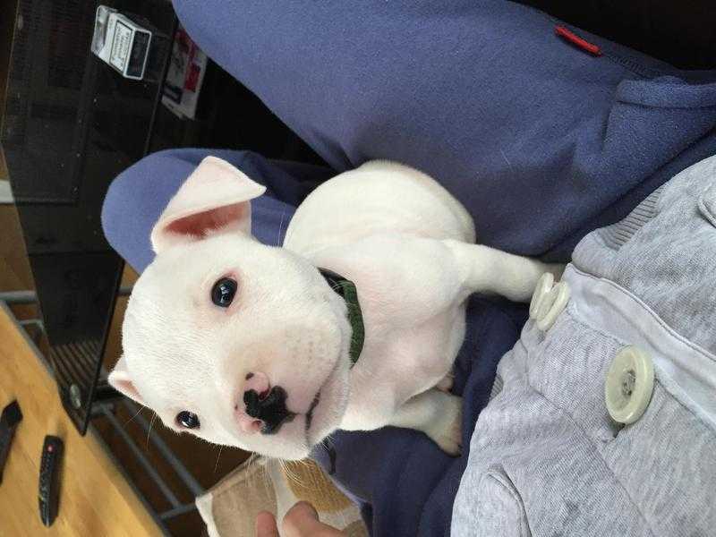 Staffordshire bull terrier puppy need a new home