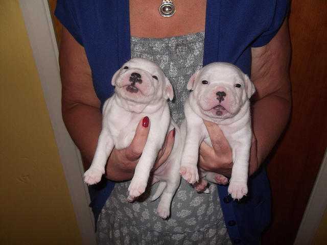 staffordshire bull terrier pups small legged pure whites