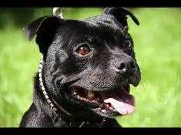 Staffordshire bull terrier wanted