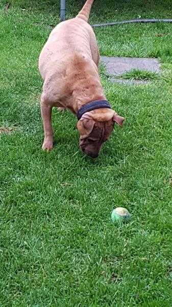 Staffy cross sharpei