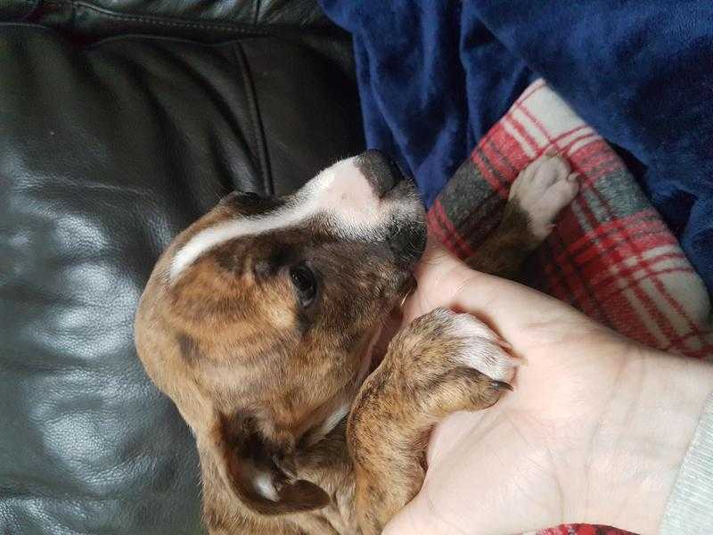 Staffy Cross x Female Puppy