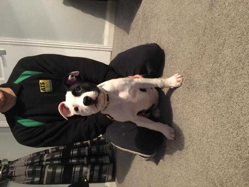 Staffy girl pup