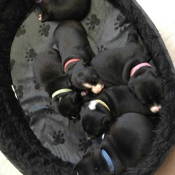 Staffy puppies for sale