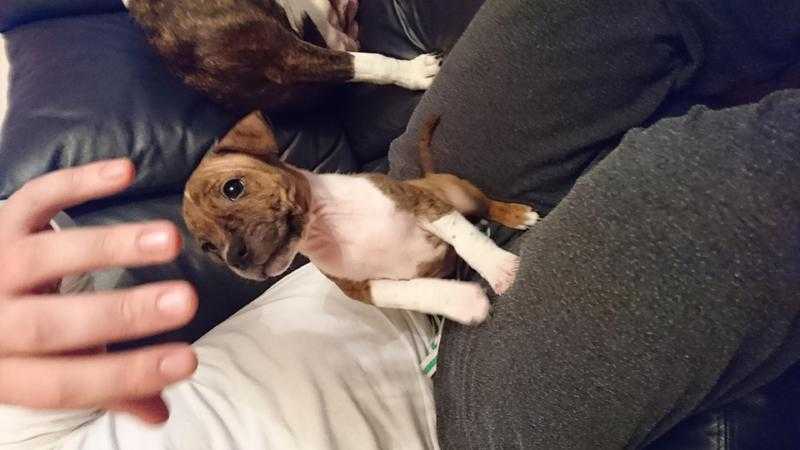 Staffy Puppies Ready to go, 8weeks old 200 (Fleed amp Wormed)