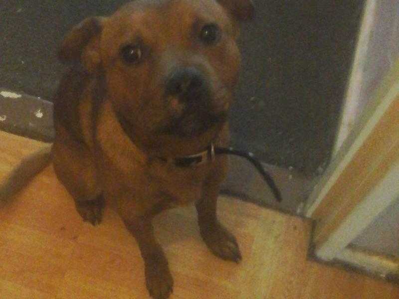 staffy x