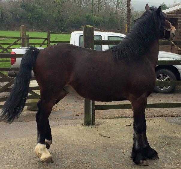 STALLION for sale Welsh Section D