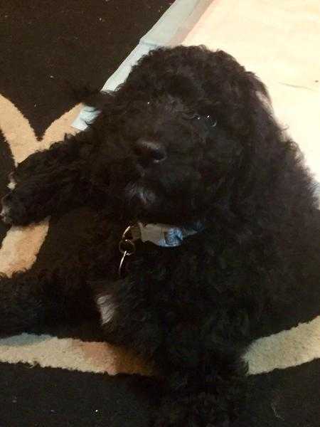 STANDARD POODLE PUPPY