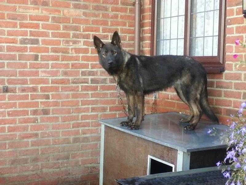 Straight-backed German Shepherd puppies