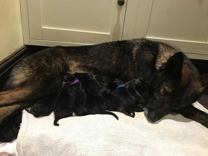 Straight backed German Shepherd puppies