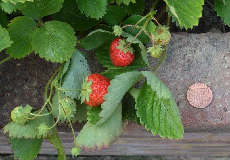 Strawberry Plants