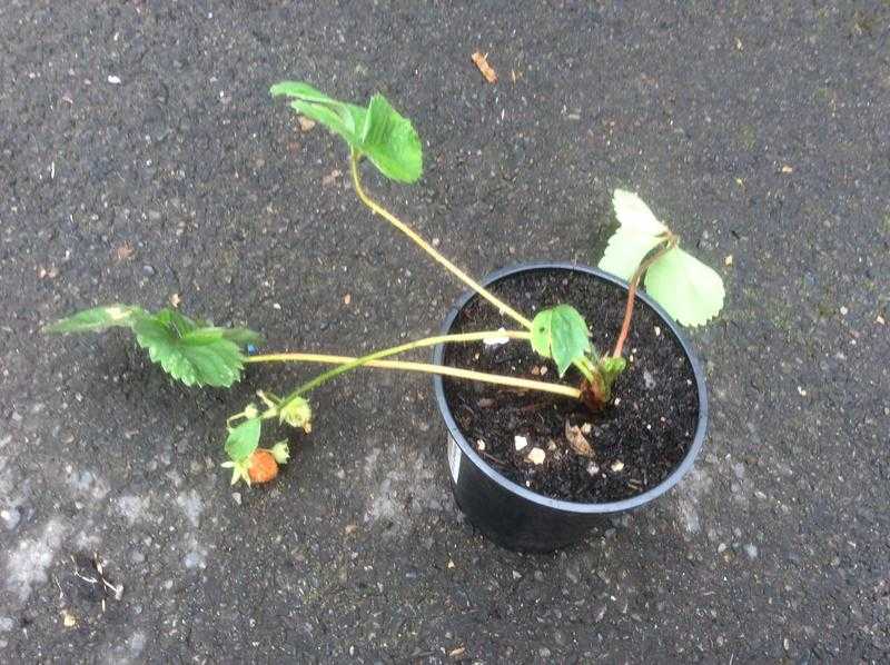 Strawberry plants in pots