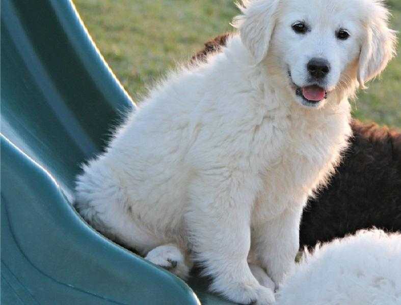 Strong and Healthy Golden Retriever puppies