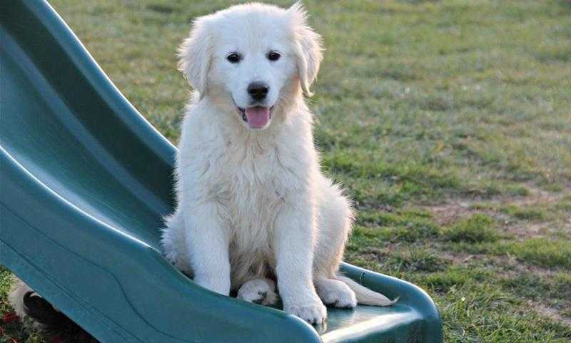 Strong and healthy Golden retriever puppies