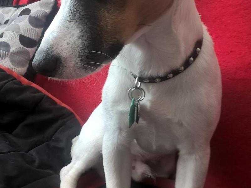 stud dog smooth coat jack russell