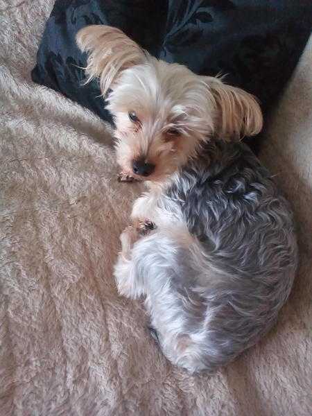 stud service from KC registered yorkie terrier