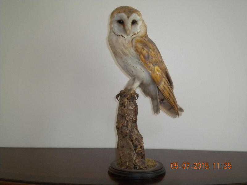 Stuffed Barn Owl for sale