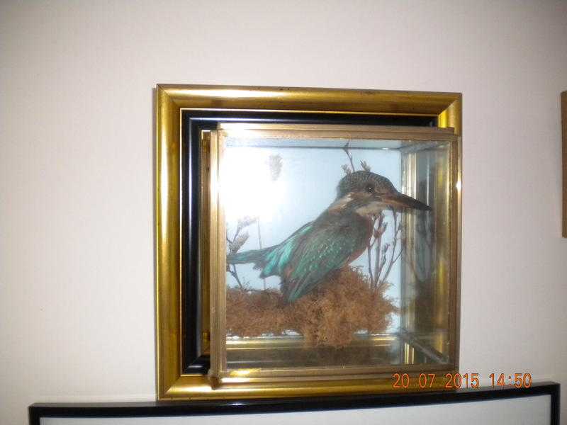 Stuffed Kingfisher for sale