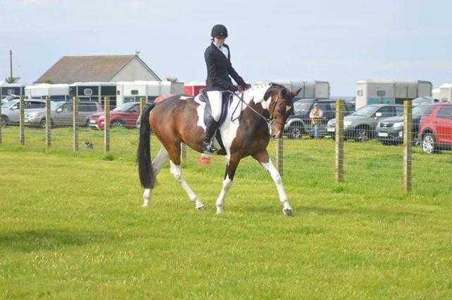 STUNNING 16.2 COLOURED GELDING EXCELLENT BLOODLINES A MUST SEE