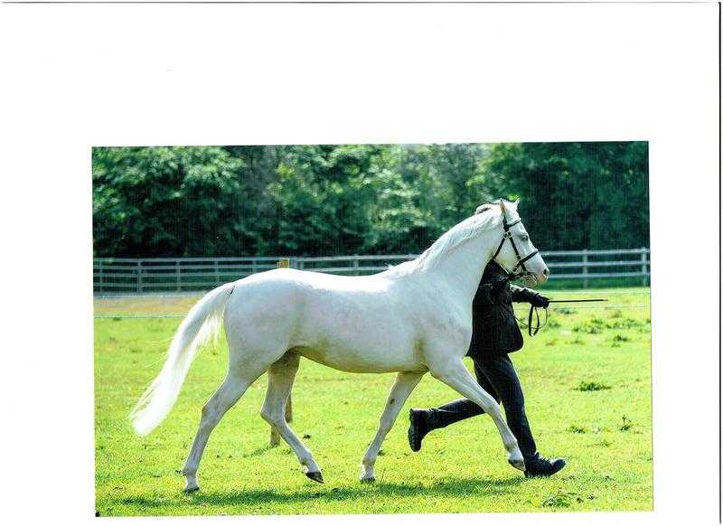 Stunning 4 yr old 13 hh Section B cremello mare - Gigman Queen of Jazz