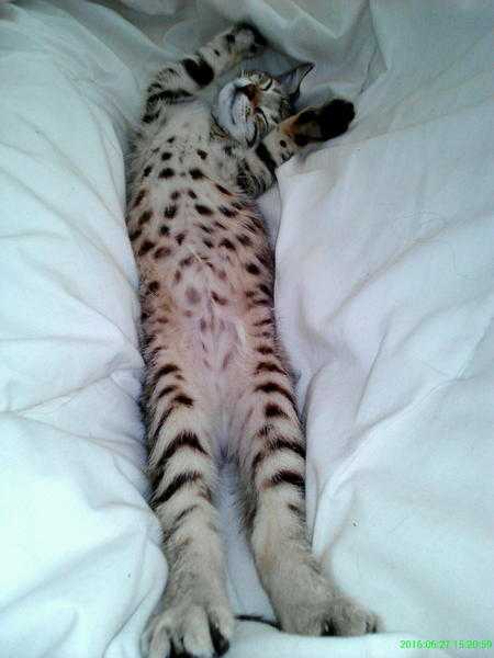 Stunning Baby Bengals. Rare Blue Eyed Silver MarbleSnow Spot,Brown SpotMarble,SilverBlack Spot