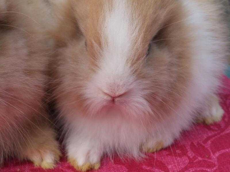 Stunning baby Lionhead rabbits