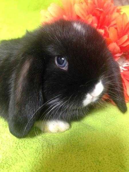 Stunning Baby Mini Lop Rabbit