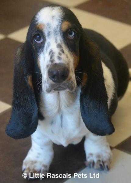 Stunning Basset Hound Girl