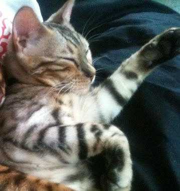 Stunning Bengal neutered male cat.