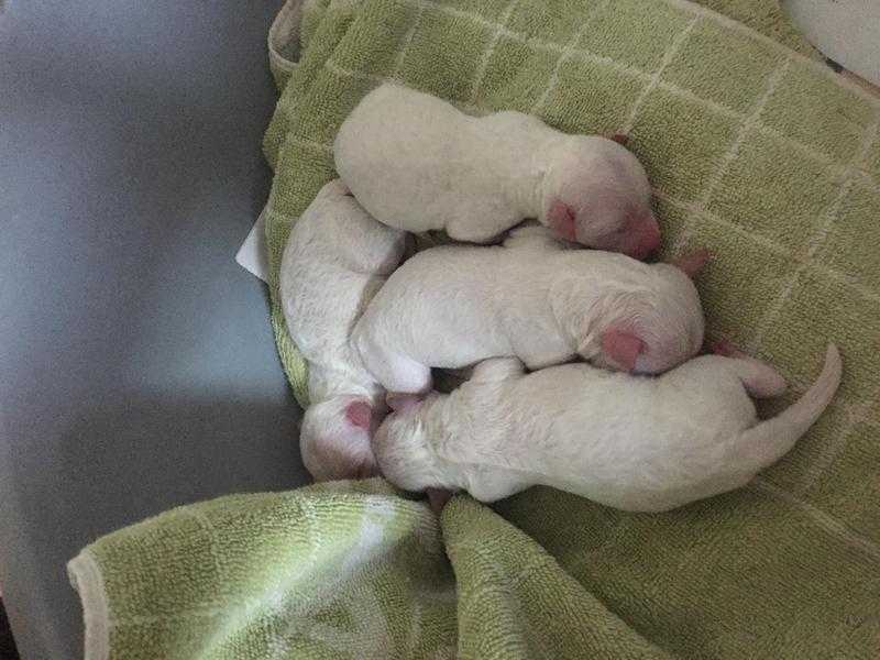 STUNNING BICHON FRISE PUPS