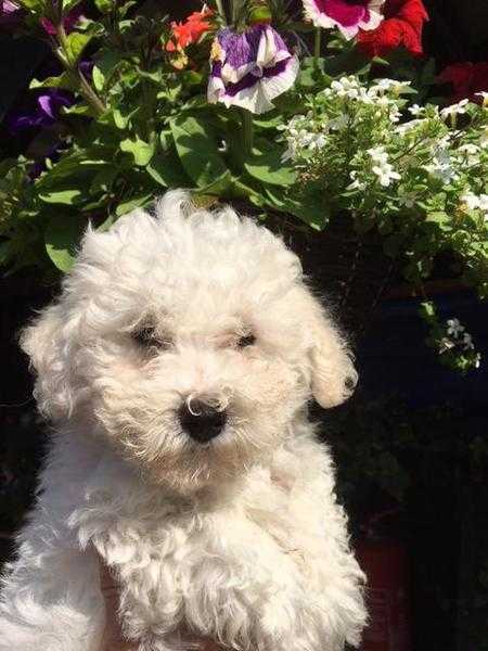 Stunning Bichon Puppies for sale