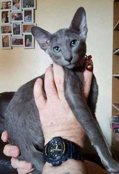 Stunning blue oriental short hair siamese