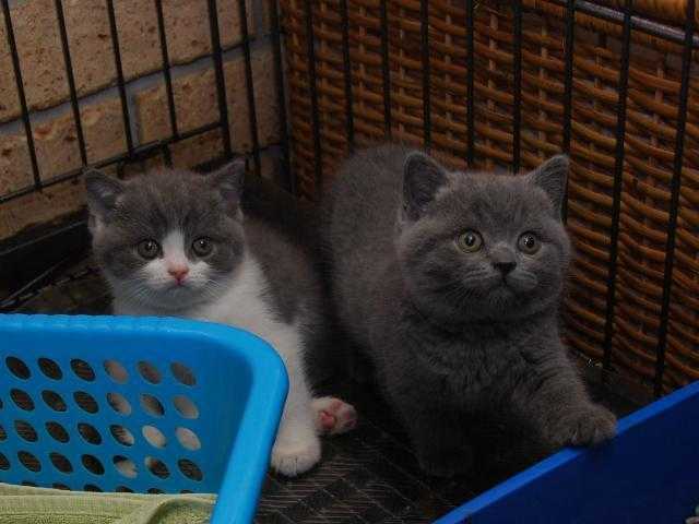 Stunning British Blue Kittens For Sale